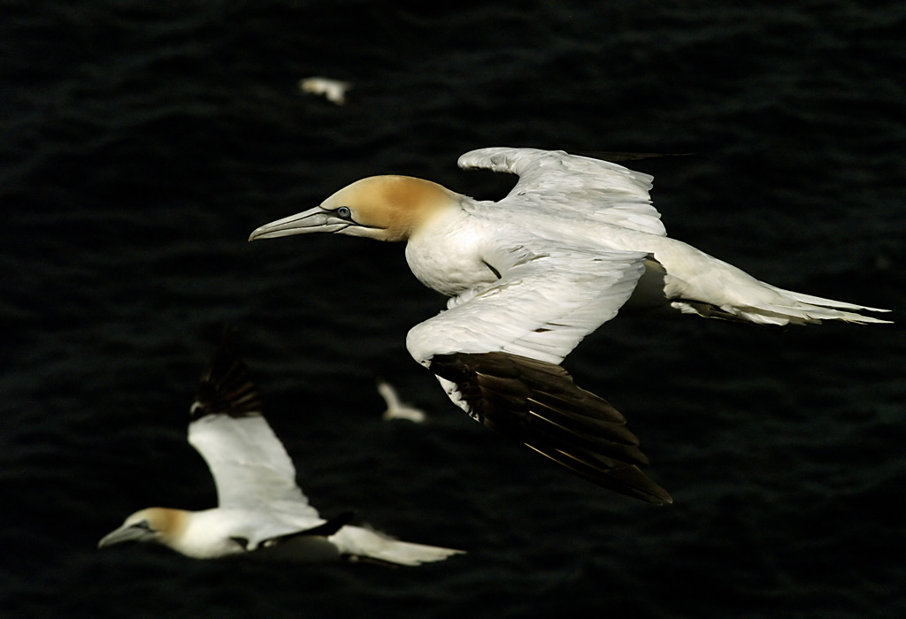 Fly-by