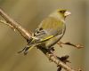 Greenfinch by Karen Jack