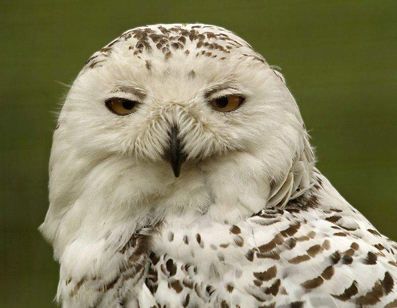 Majestic