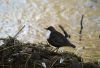 Dipper by Karen Jack