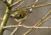 Goldcrest by Karen Jack