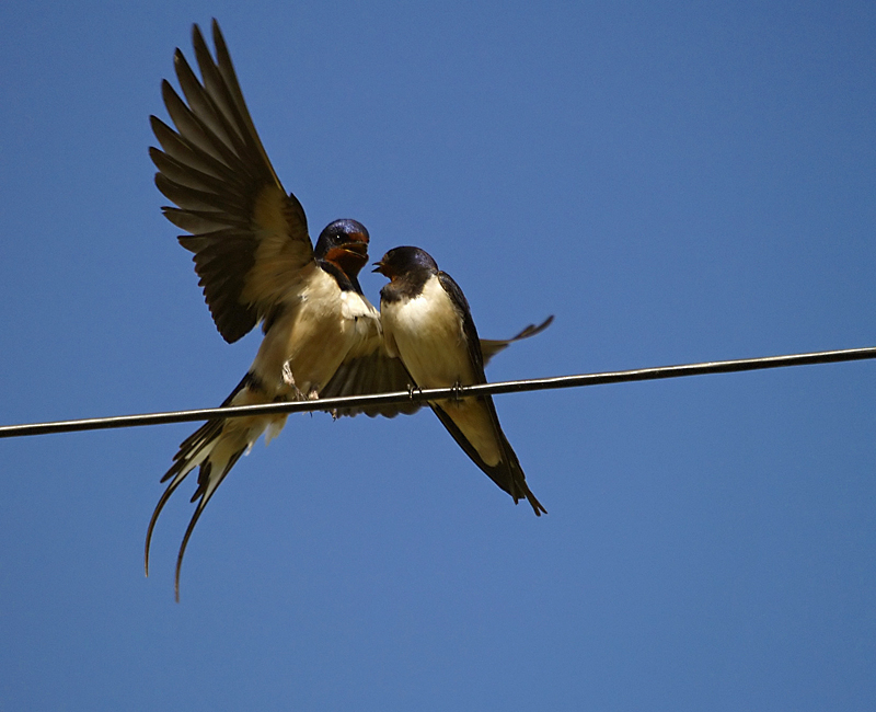 Courting