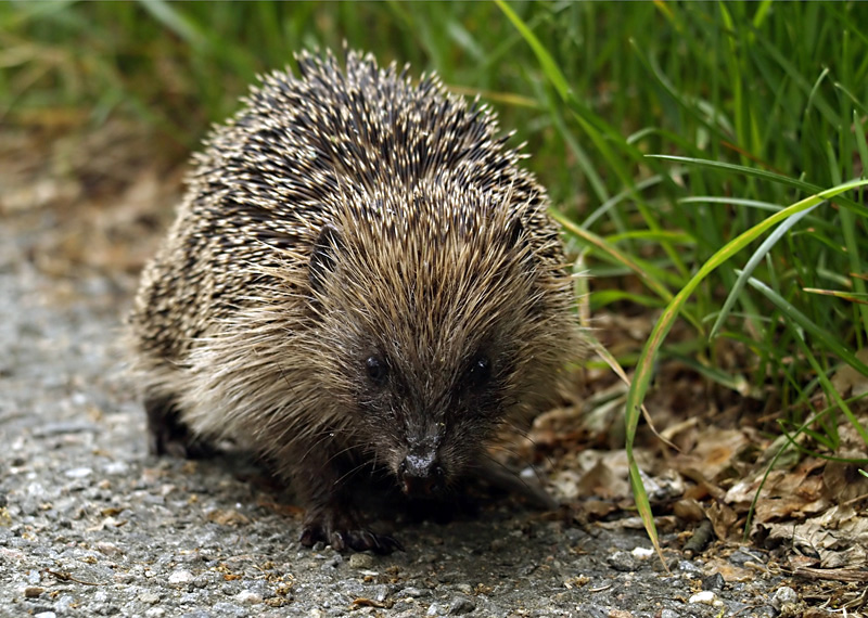 Spike (2)