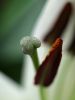 Lilium Close-up by Stephen Fenstov