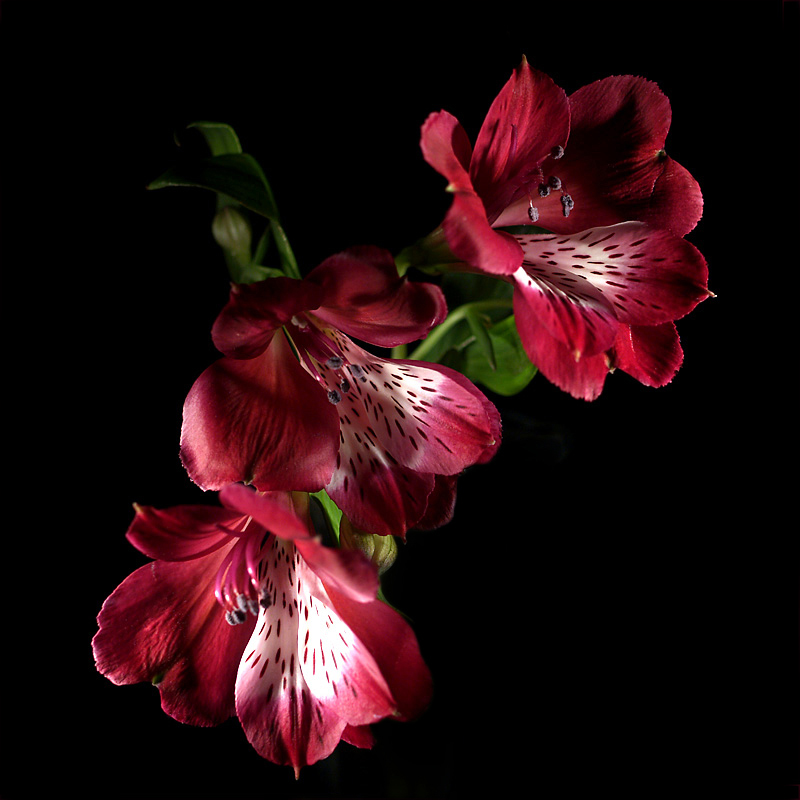 Lillies