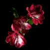 Lillies by Stephen Fenstov