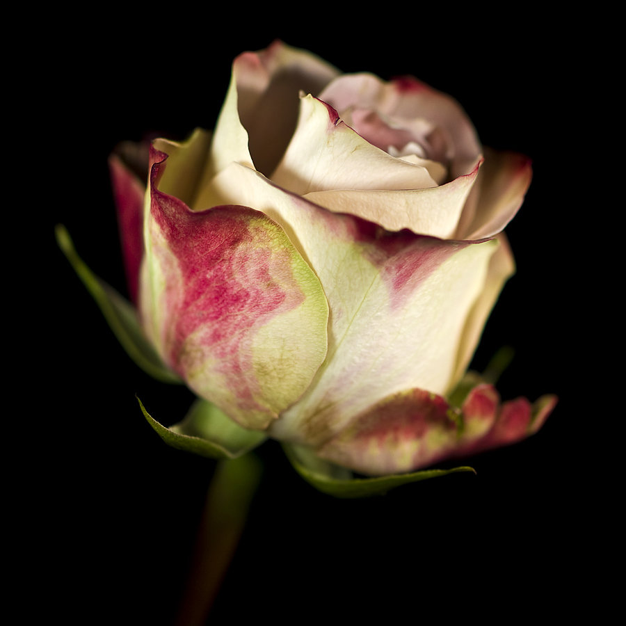 Rose of the day