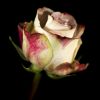 Rose of the day by Stephen Fenstov