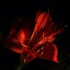 Lily by Stephen Fenstov