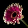 Gerbera by Stephen Fenstov