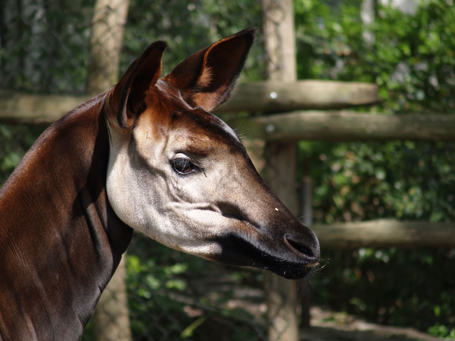 Okapi