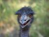 Emu