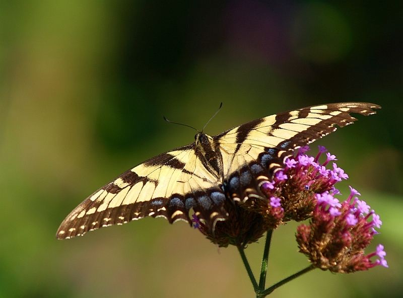 butterfly wings