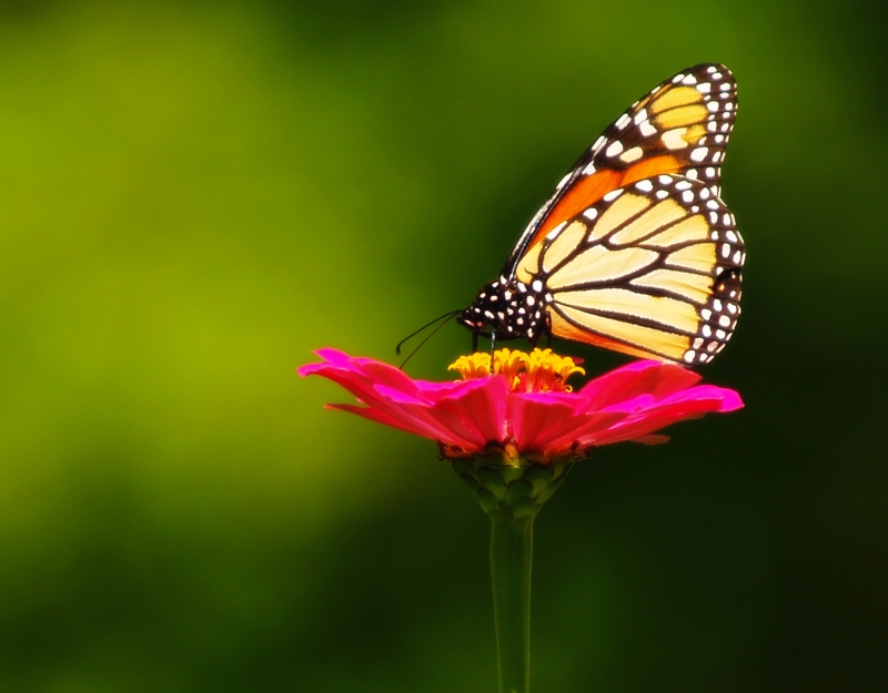 september monarch