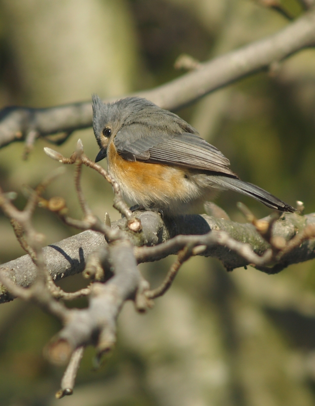 Tufted Titmouse