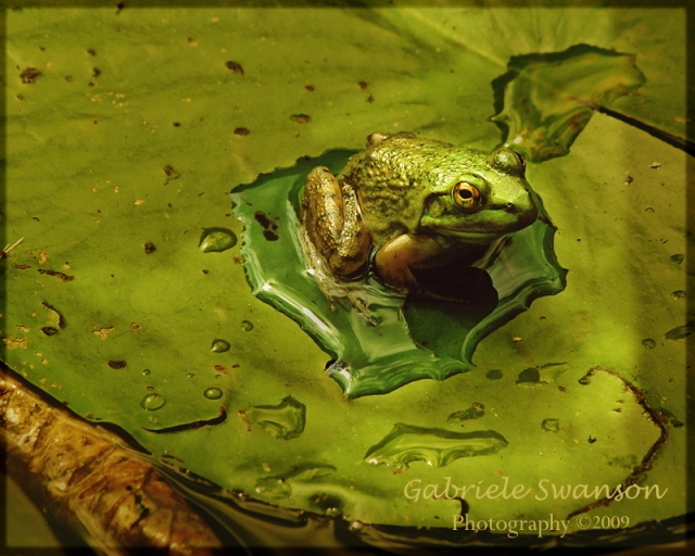 Frog