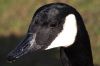 portrait of a canada goose by duncan mackie