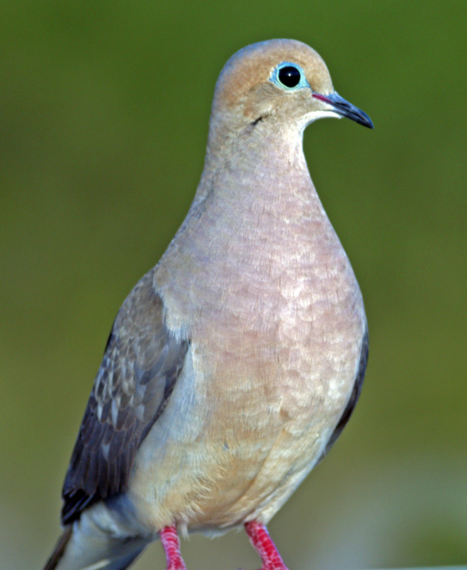 collared dove?