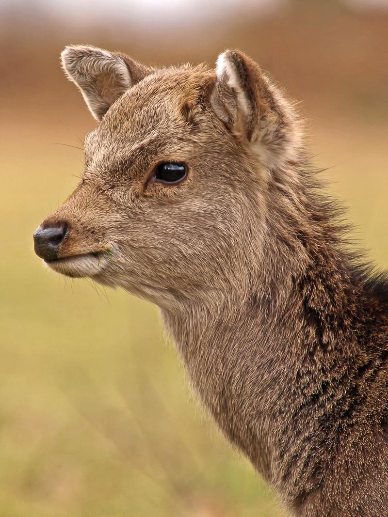 dear deer