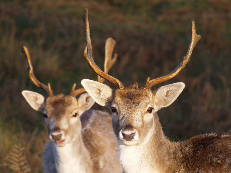 roe deer