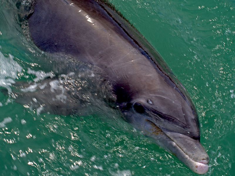 flipper