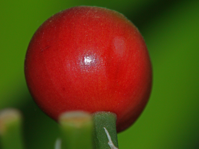 seed pod 4/3 adaptor test