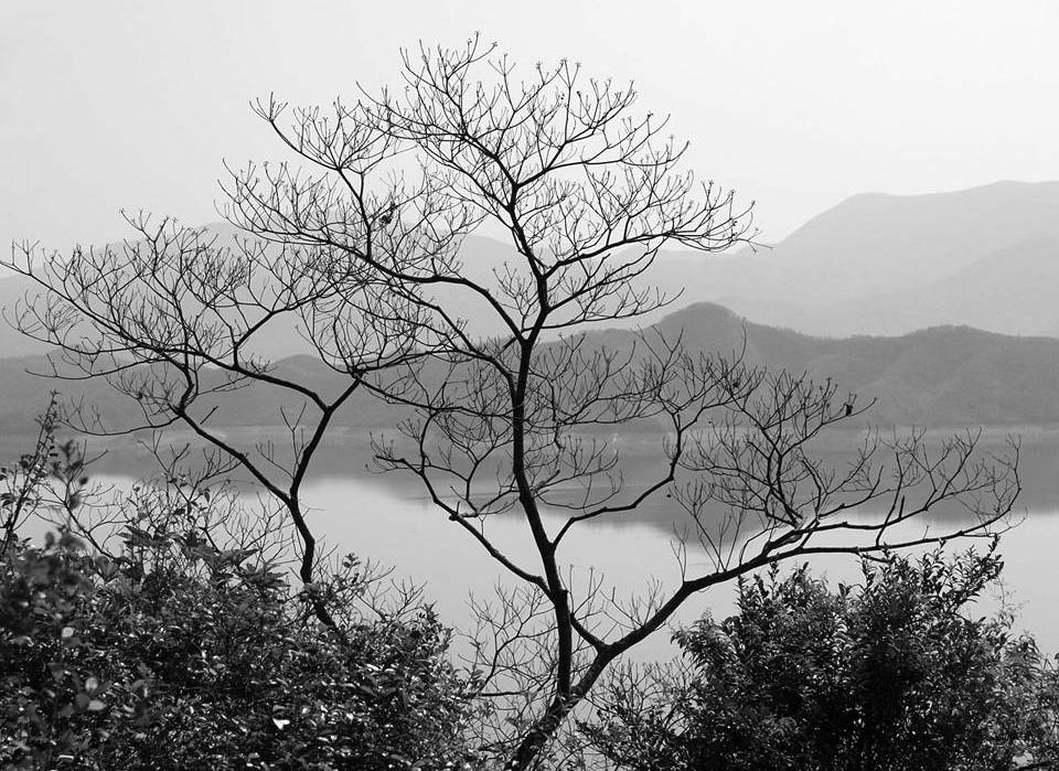 Tree one Feb morning at Plover Cove