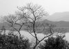 Tree one Feb morning at Plover Cove