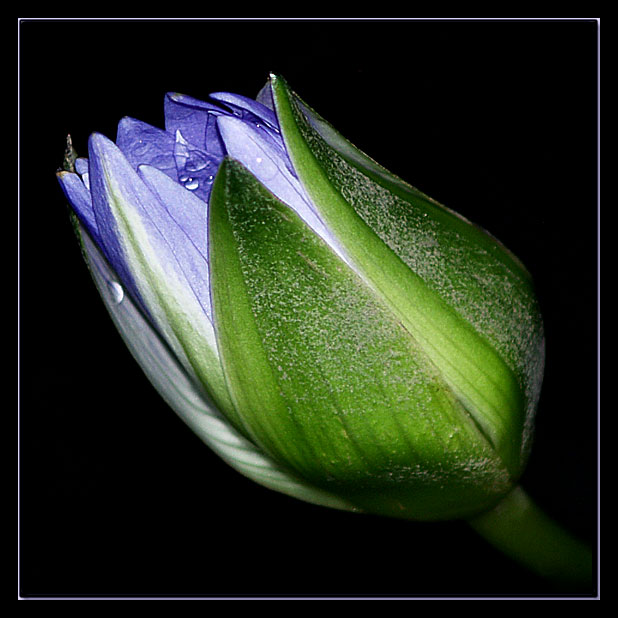 lotus bud