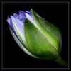 lotus bud