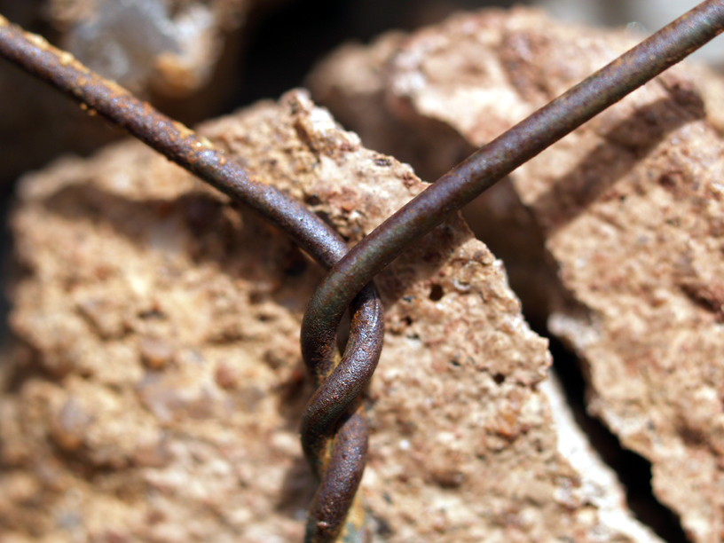 Second shot w/ new 50mm Olympus Macro