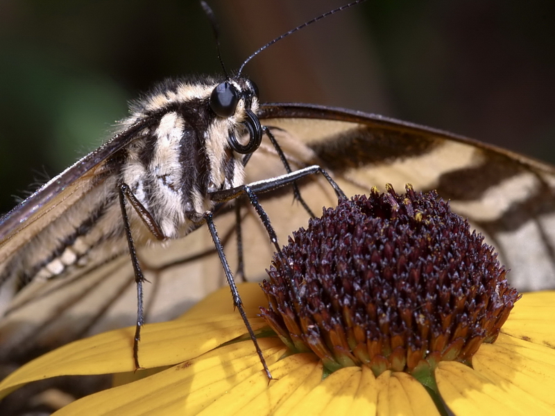 Butterfly_1 (2)