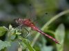 Dragonfly_1 by Ken Hinkelman