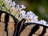 Butterfly_1 by Ken Hinkelman