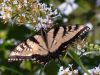 Butterfly_2 by Ken Hinkelman
