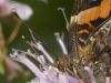 Butterfly_3 by Ken Hinkelman