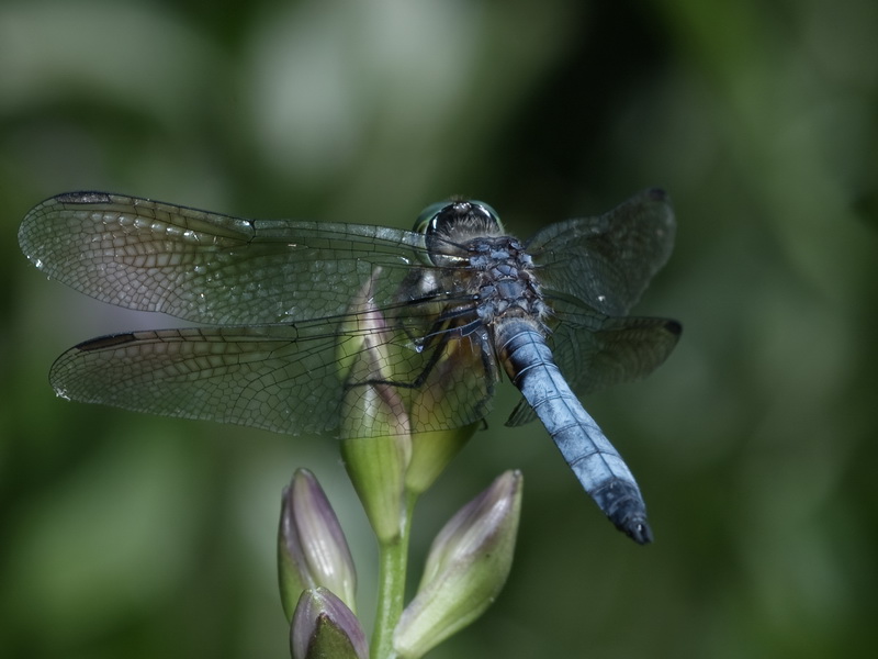 Blue Dasher (Pachydiplax longipennis)