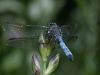 Blue Dasher (Pachydiplax longipennis)