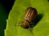 beatle1 by Ken Hinkelman