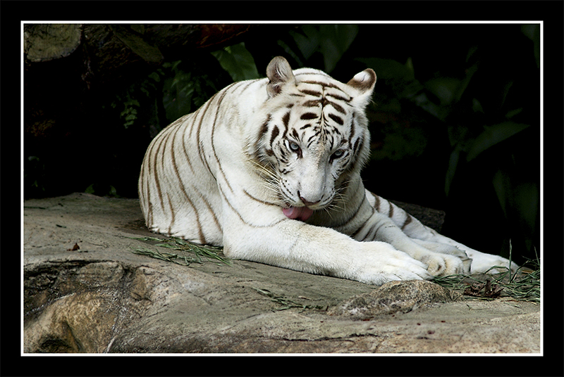 Lapping (White Tiger )