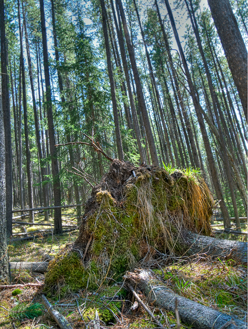 Fallen Tree