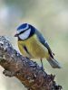 Blue Tit by Karen French