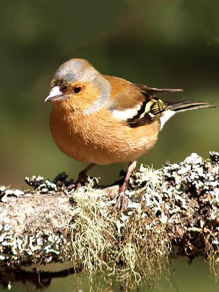 Chaffinch