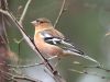 Chaffinch (2)