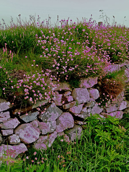 Hedgerow