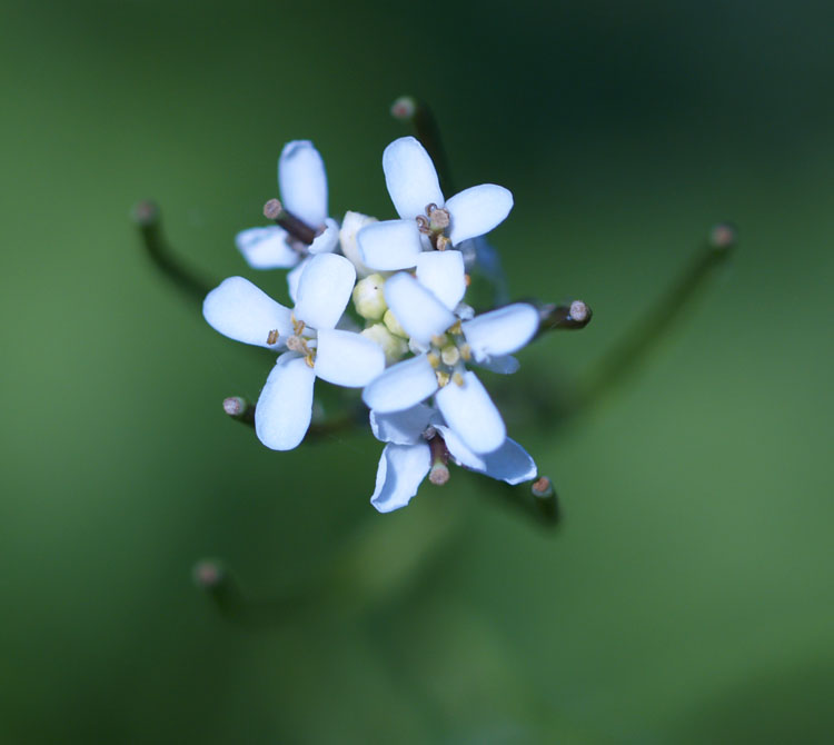 Spring Flowers