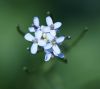 Spring Flowers by Robert Melnyk