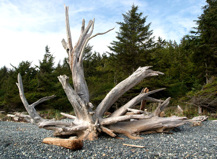 Driftwood