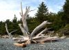 Driftwood by Robert Melnyk
