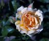 A Rose